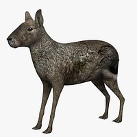 Patagonian Mara
