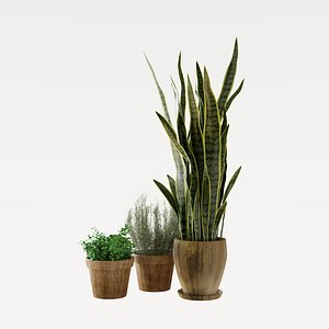 sansevieria 3D model