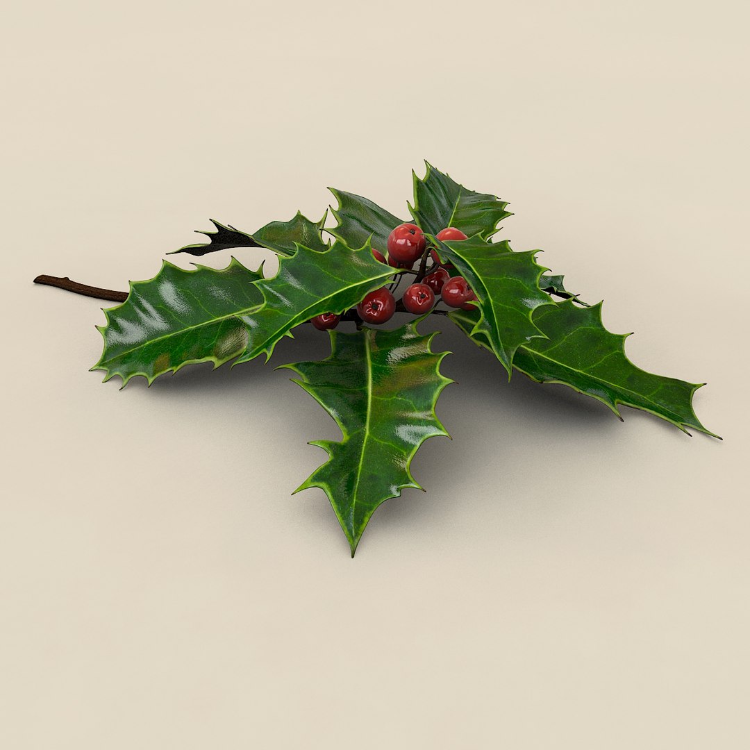 mistletoe holly sprig https://p.turbosquid.com/ts-thumb/3n/Rw5ZHe/qcfoIoCI/agrifoglio02/jpg/1375439658/1920x1080/fit_q87/995f7e52a4776f22cb90f1ebeda94c6a71aa49ca/agrifoglio02.jpg