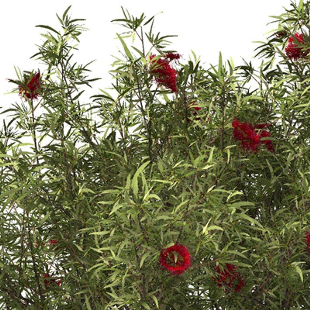 3d Model 3 Oceania Trees Xfrogplants
