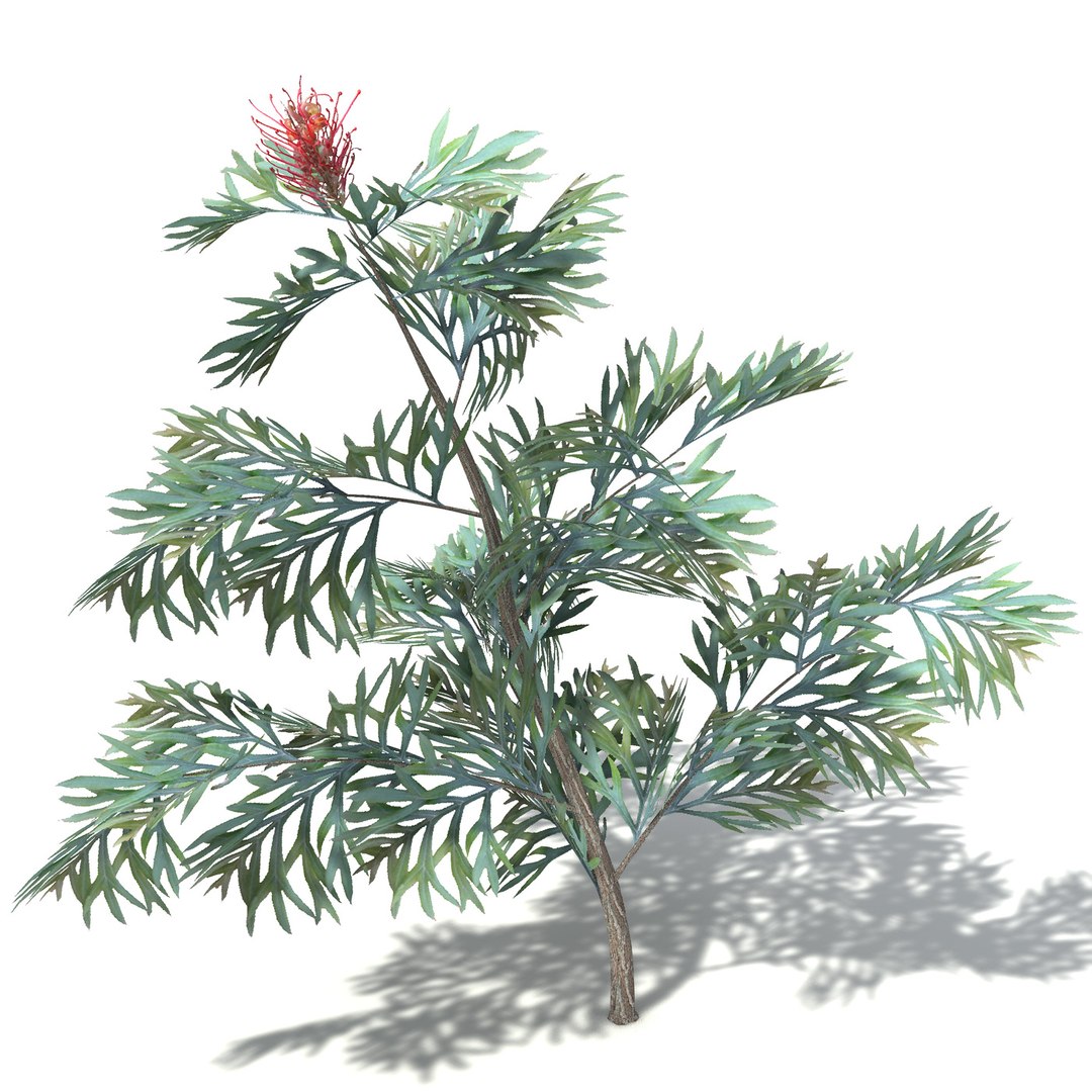 3d Model 3 Oceania Trees Xfrogplants