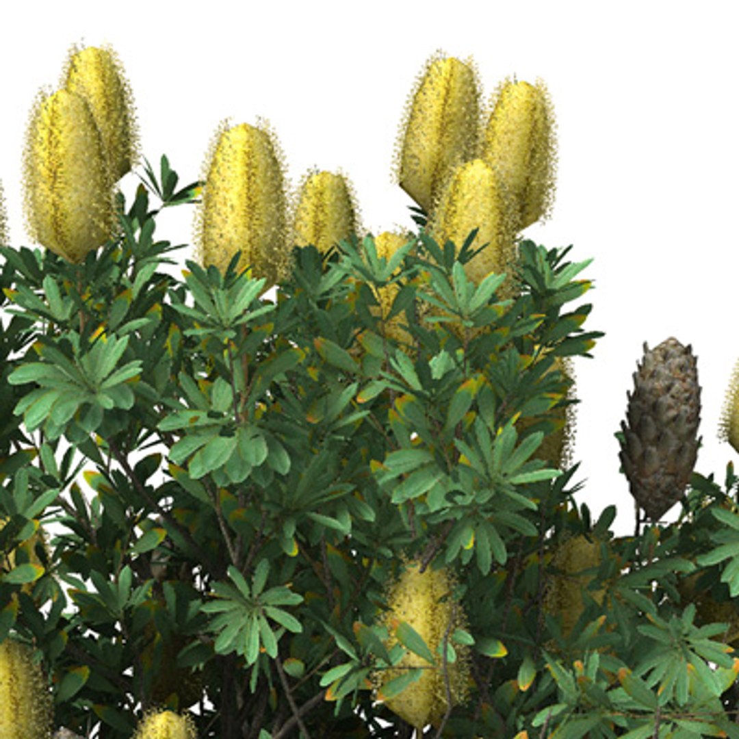 3d Model 3 Oceania Trees Xfrogplants