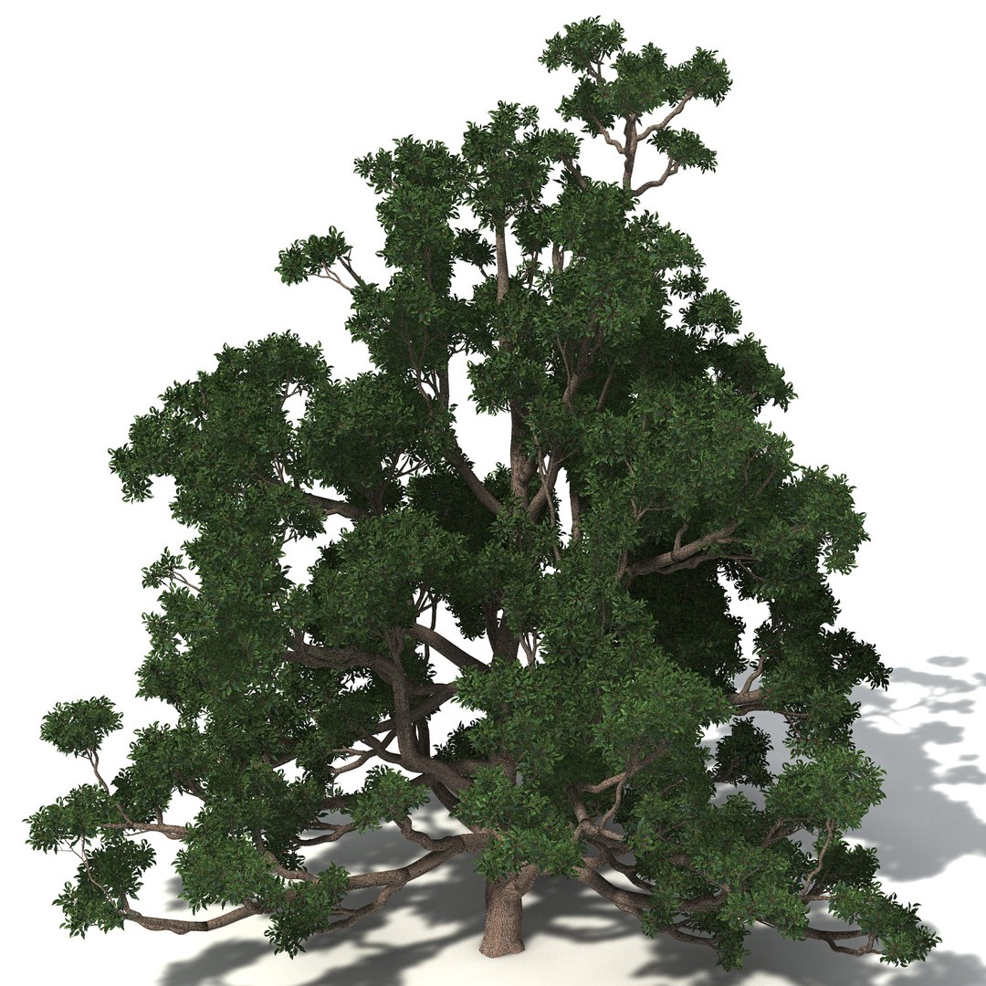 3d Model 3 Oceania Trees Xfrogplants