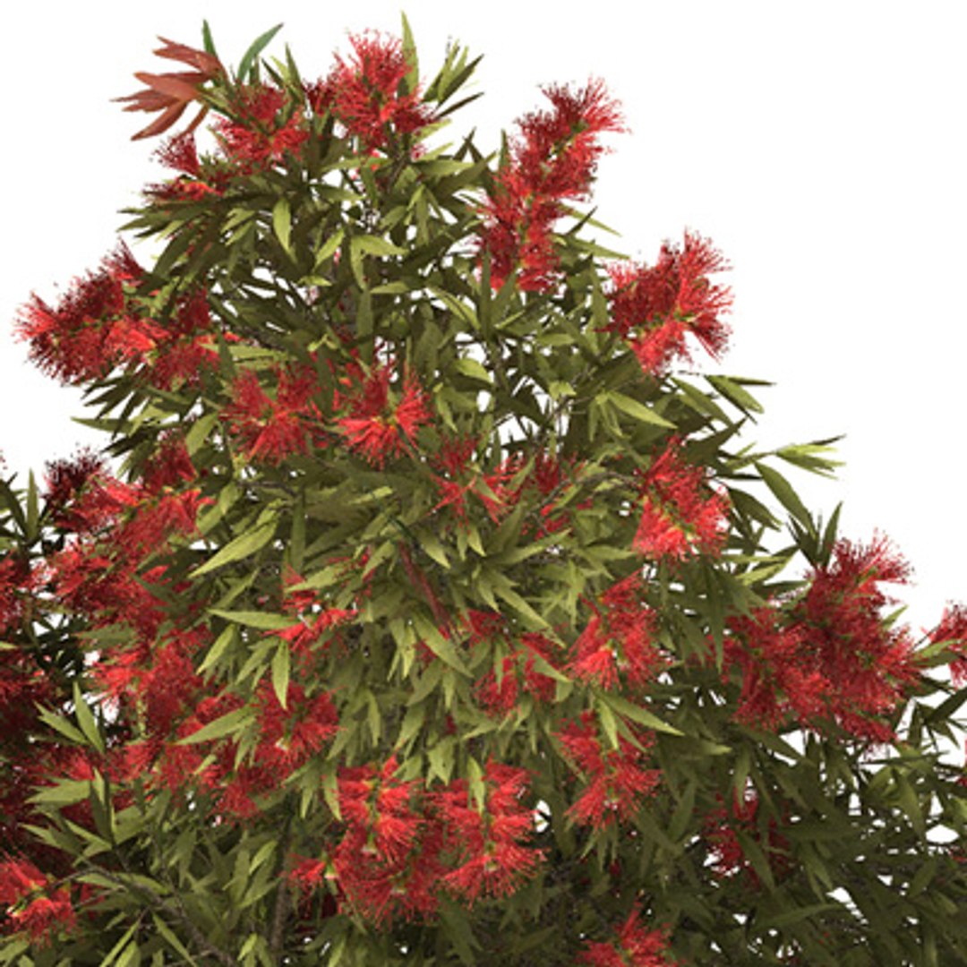 3d Model 3 Oceania Trees Xfrogplants