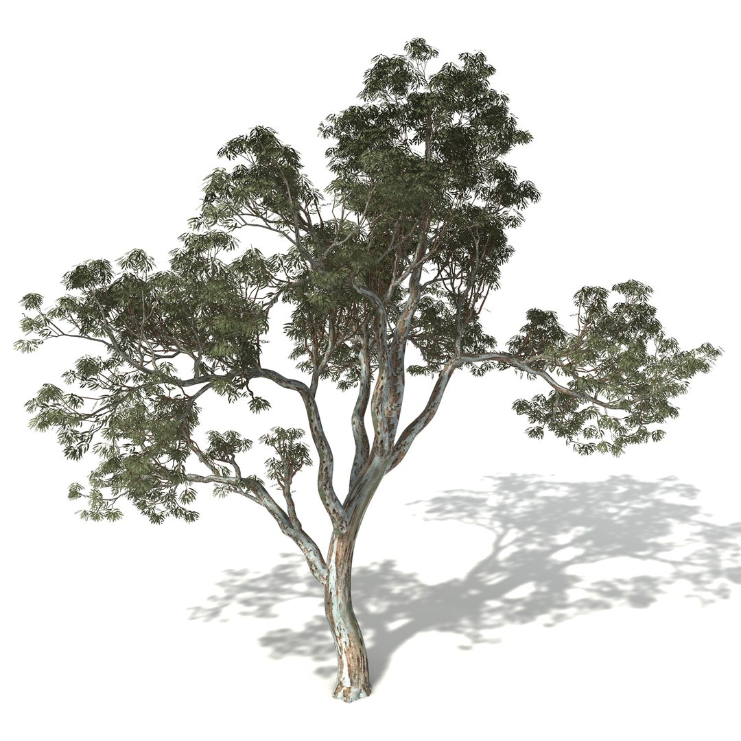 3d Model 3 Oceania Trees Xfrogplants