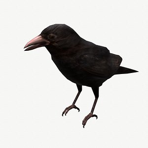 Animated Crows