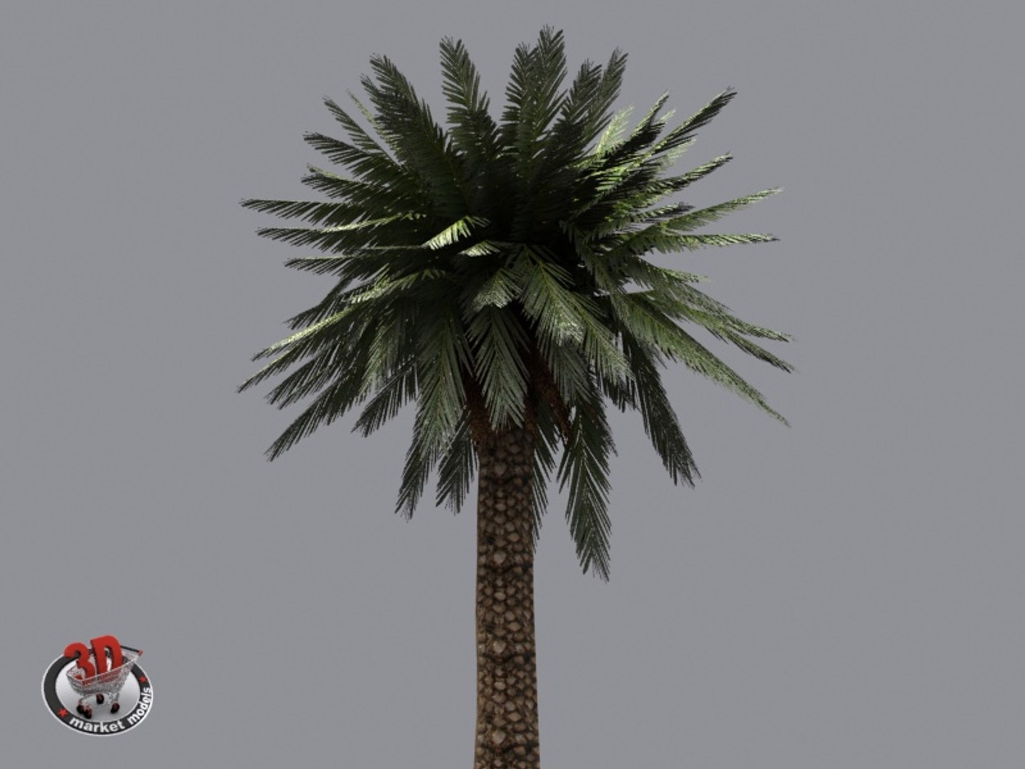 Palm Max