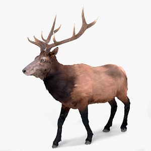 Realistic Elk Fur Rigged For Blender