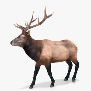 3D Realistic Elk Fur Rigged For Blender model