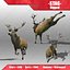 Stag
