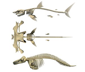 Sharks Skeletons