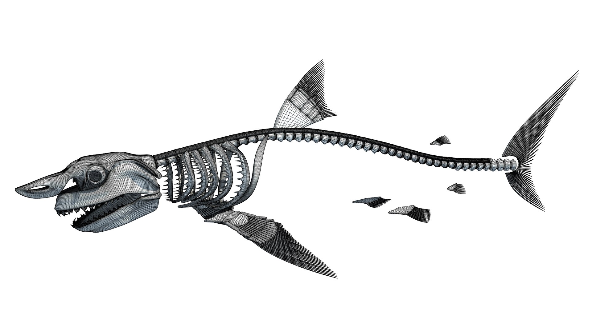 3D Model Sharks Skeleton - TurboSquid 1238799