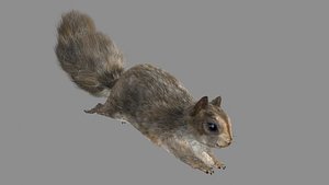 squirrel rigged run fur hair 3d max