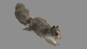 Squirrel(Fur+Rig+Run)