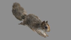 Squirrel(Fur+Rig+Run)
