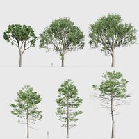 Pinus pinaster - Maritime pine 3D model