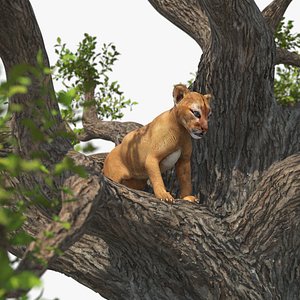 Puma Cub on Ancient Twisted Tree