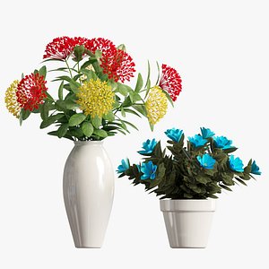 Ixora coccinea