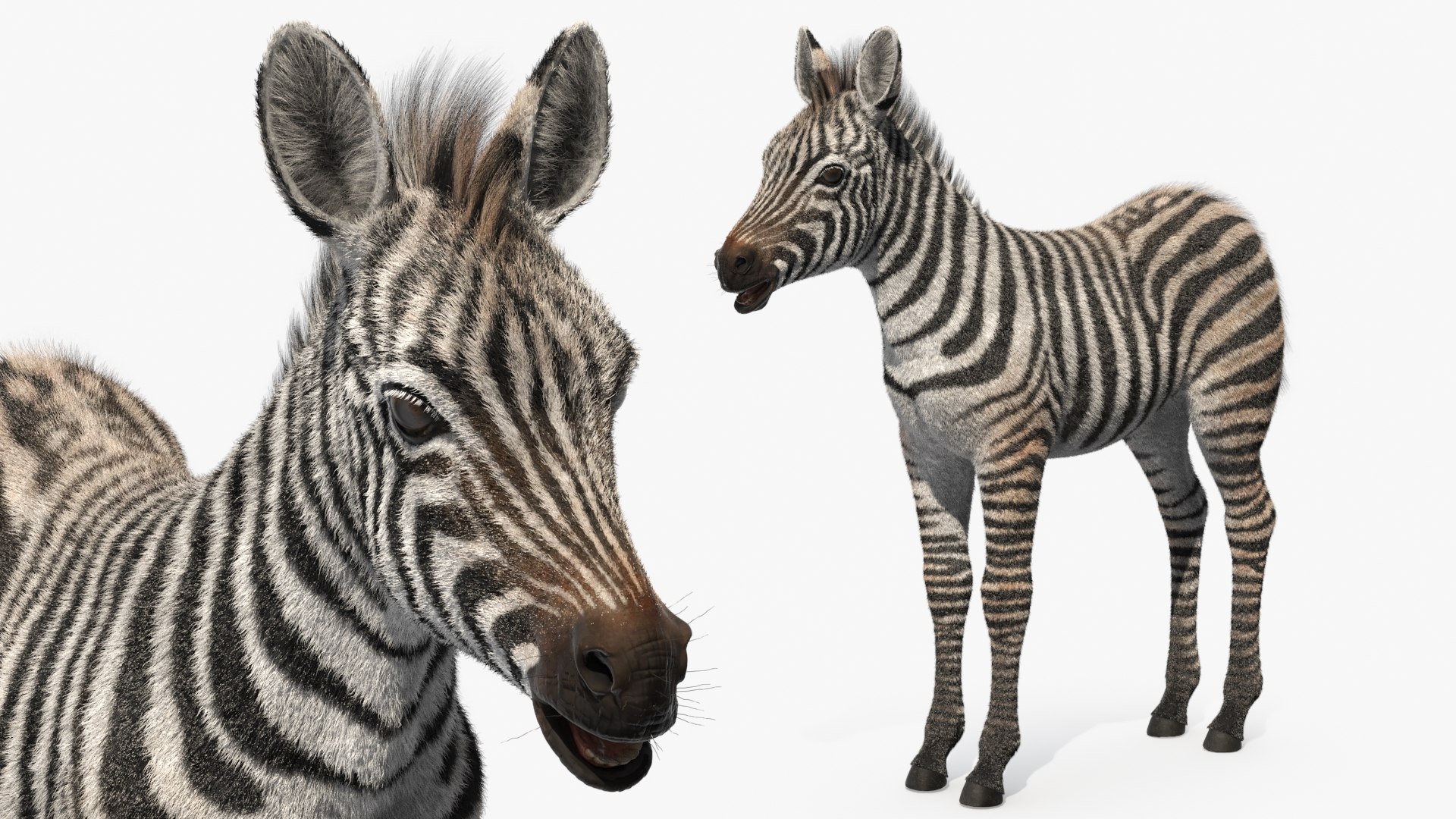 Plains Zebra Foal Rigged Fur 3D Model - TurboSquid 2366204