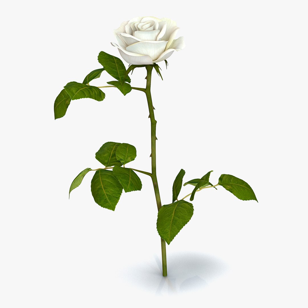 Rose 3 White 3D Model 3D model preview