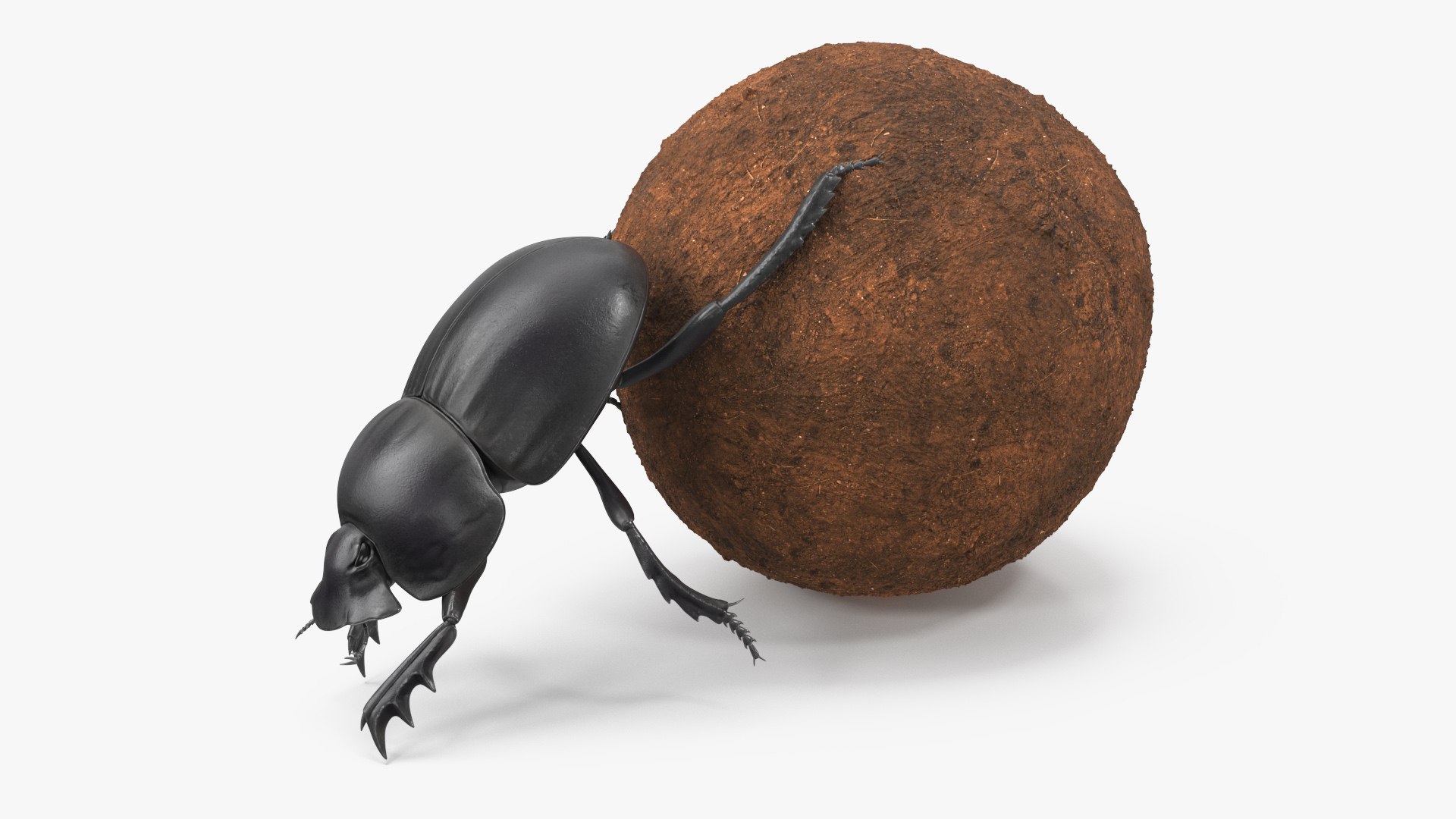 Manure Roller Pushing Sphere 3D model preview