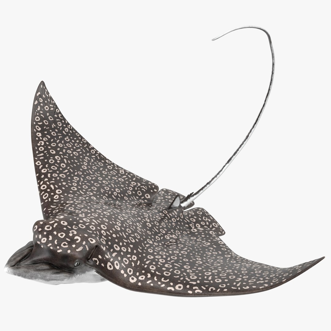 Eagle Ray Pose 2 3D model preview