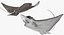 Eagle Ray Pose 2