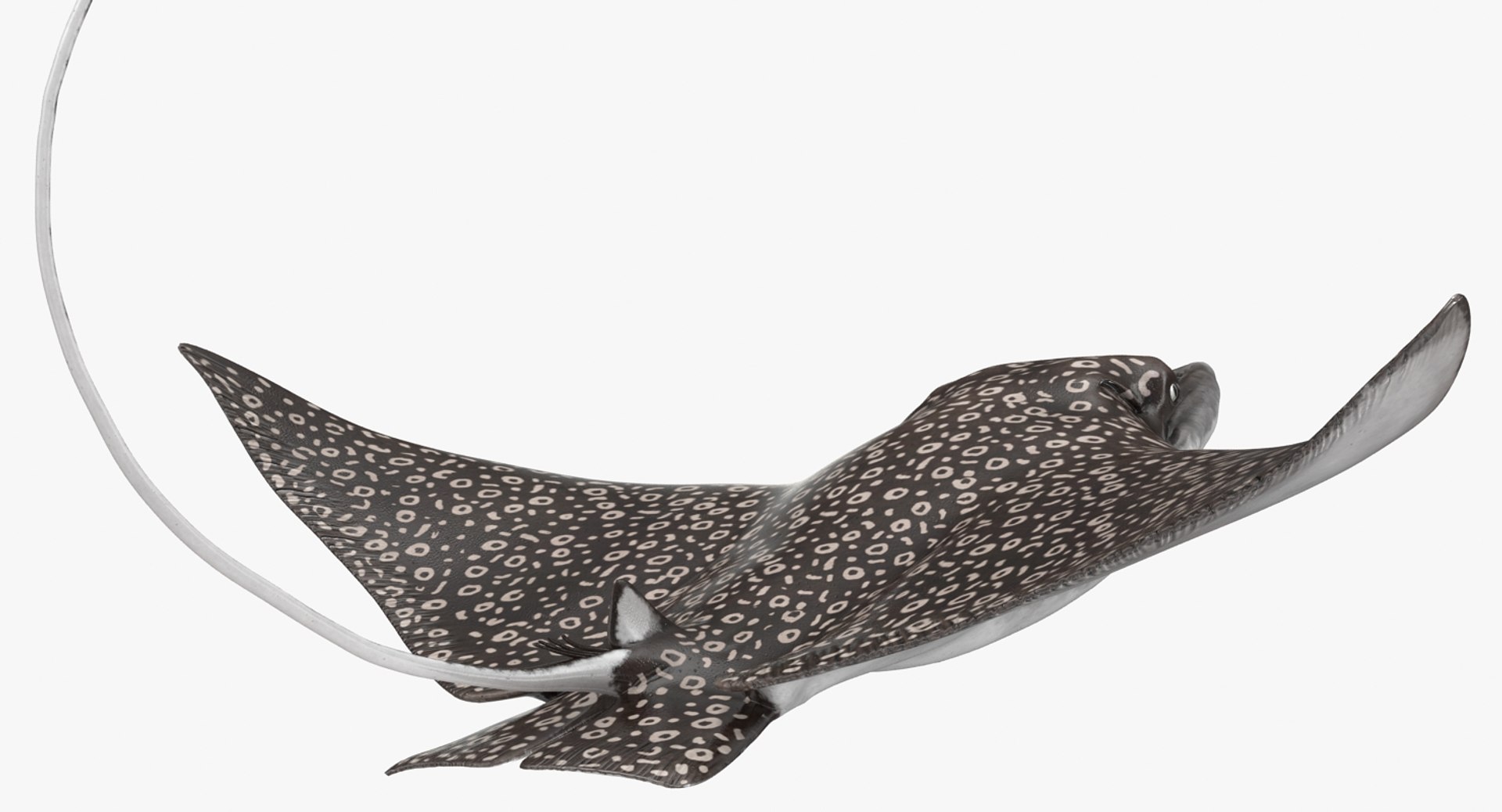 eagle pose 2 3d model https://p.turbosquid.com/ts-thumb/3o/nifdxa/g4j0TtCm/eaglerayvray3dmodel07/jpg/1472731000/1920x1080/fit_q87/805dc264e9582f7902bff279e78f822c3c481bbc/eaglerayvray3dmodel07.jpg
