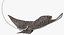 Eagle Ray Pose 2