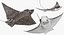 Eagle Ray Pose 2