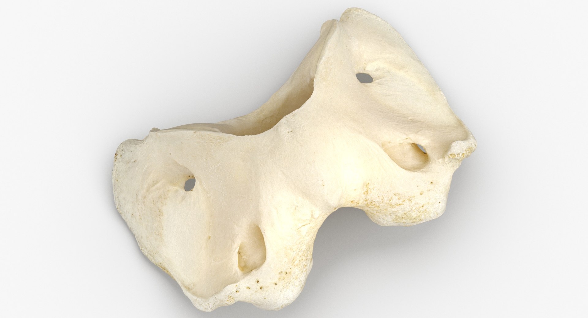 horse equus ferus caballus model https://p.turbosquid.com/ts-thumb/3o/rCqTlZ/3iGCnvfa/horse_equus_ferus_caballus_atlas_cervical_vertebrae_bone_01_thumbnail_0002/jpg/1594042135/1920x1080/fit_q87/e1aa83ac301ea2de2d7fb86b49cc2bd4e4dc85c3/horse_equus_ferus_caballus_atlas_cervical_vertebrae_bone_01_thumbnail_0002.jpg