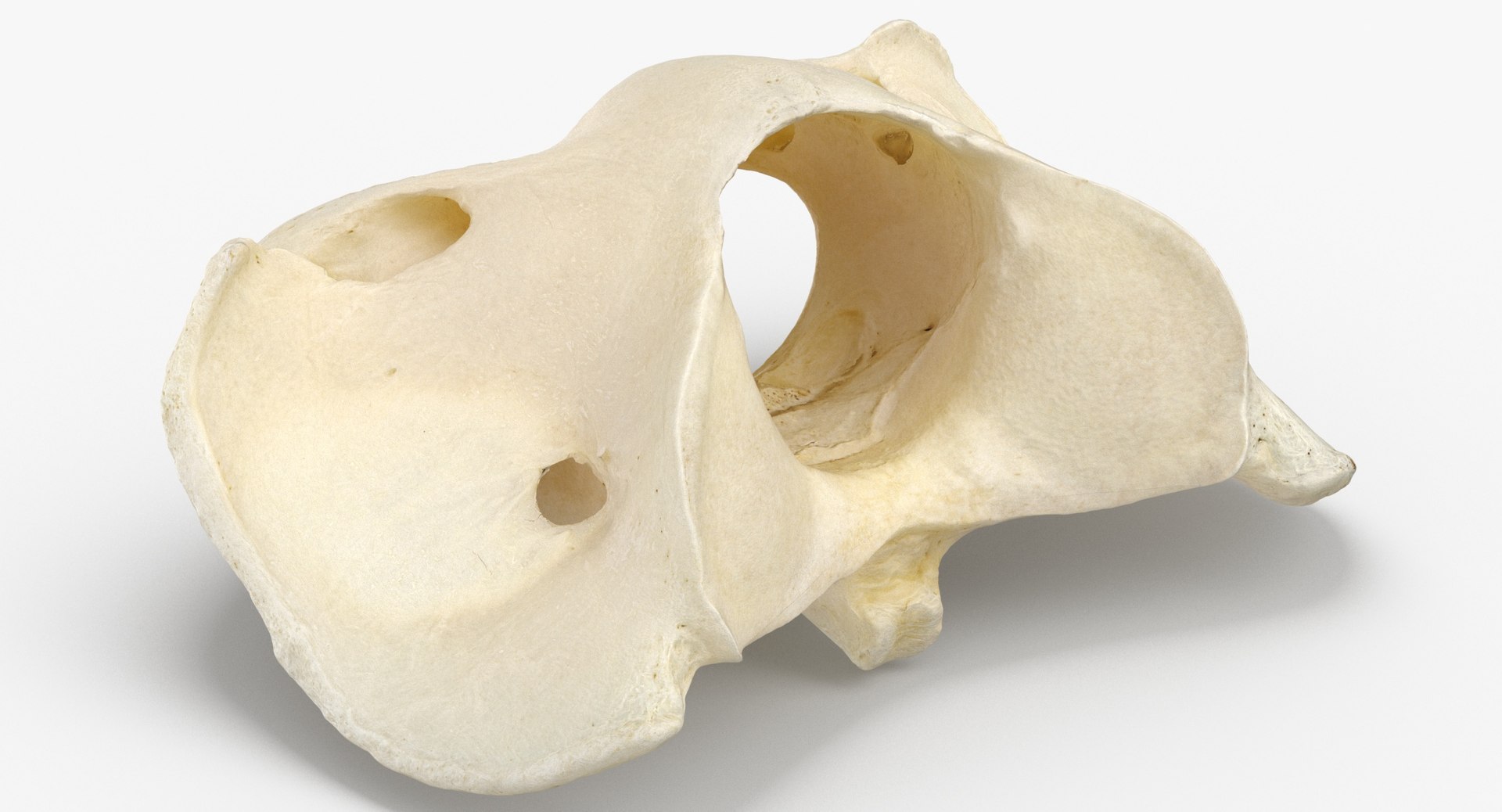 horse equus ferus caballus model https://p.turbosquid.com/ts-thumb/3o/rCqTlZ/F60I9BuE/horse_equus_ferus_caballus_atlas_cervical_vertebrae_bone_01_thumbnail_0005/jpg/1594042135/1920x1080/fit_q87/a33c43d56da7a88bbc0cf7b36abe1c7ebea54892/horse_equus_ferus_caballus_atlas_cervical_vertebrae_bone_01_thumbnail_0005.jpg
