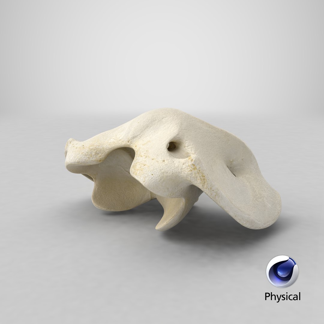 horse equus ferus caballus model https://p.turbosquid.com/ts-thumb/3o/rCqTlZ/KNAVBLBp/stemcell_cinema_4d_physical_render/png/1594904228/1920x1080/fit_q87/f221c45721457d283aa74a30bc9bcfd7d3daa673/stemcell_cinema_4d_physical_render.jpg