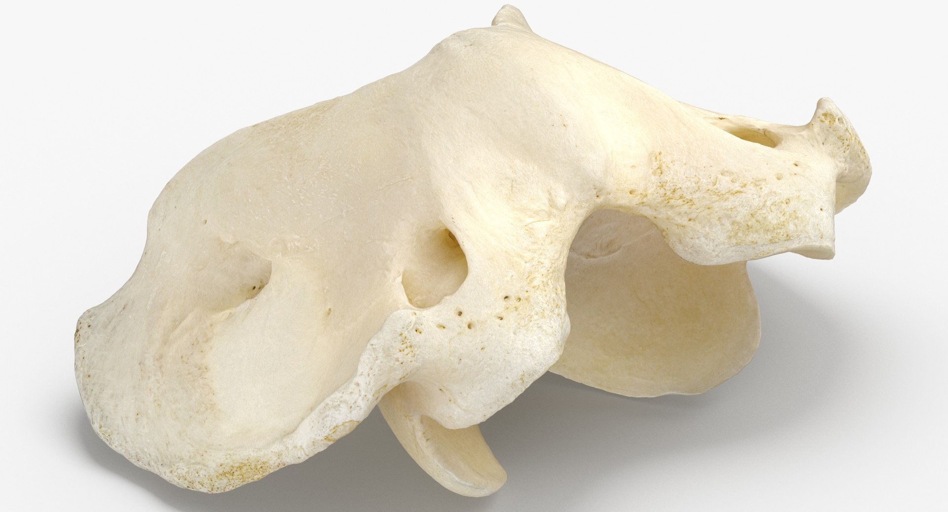 horse equus ferus caballus model https://p.turbosquid.com/ts-thumb/3o/rCqTlZ/Km0I5kLm/horse_equus_ferus_caballus_atlas_cervical_vertebrae_bone_01_thumbnail_0004/jpg/1594042135/1920x1080/fit_q87/5b187429622e82cdafb784ec78a89758b0553b85/horse_equus_ferus_caballus_atlas_cervical_vertebrae_bone_01_thumbnail_0004.jpg