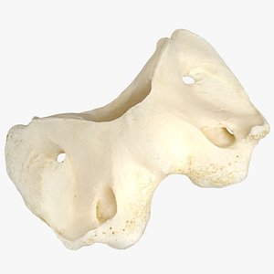 Real Horse Equus Ferus Caballus Atlas Cervical Vertebrae Bone 01