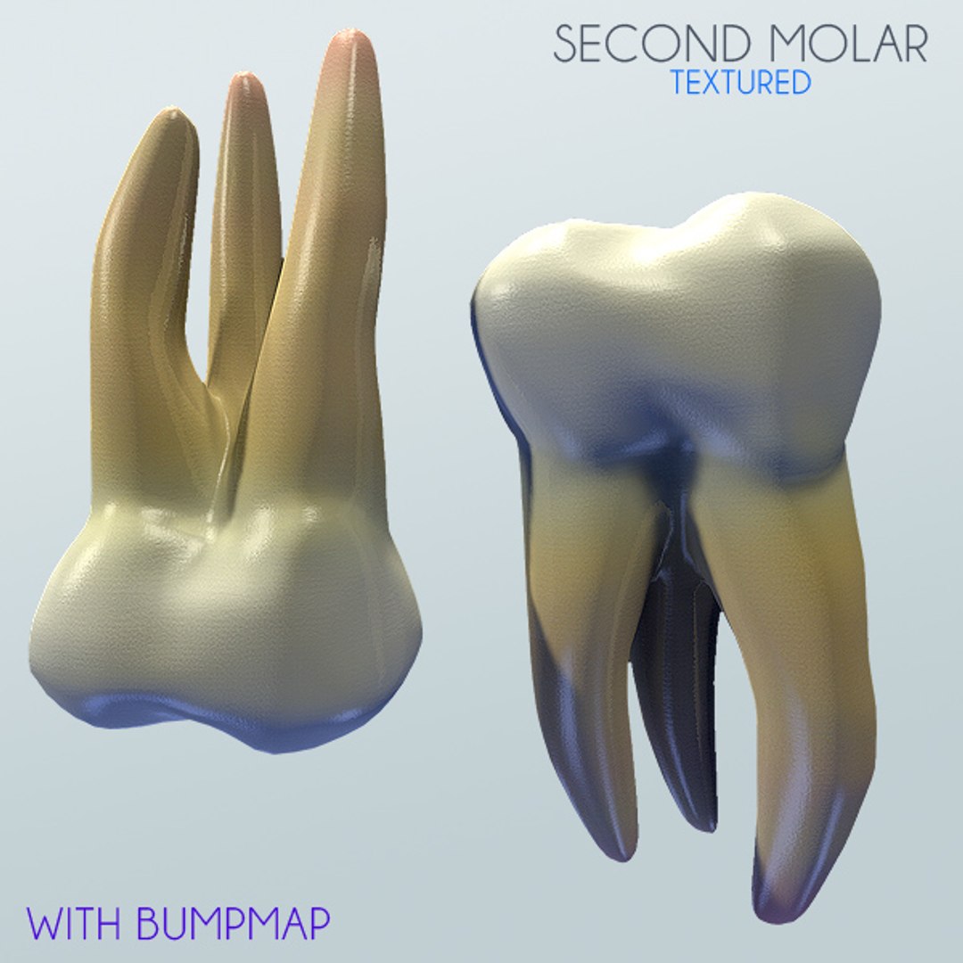 3d Second Molar Model