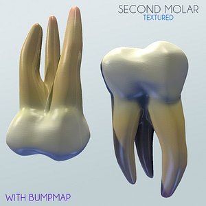 3d second molar model
