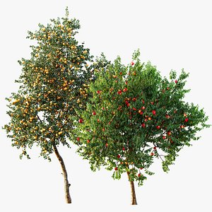 AV fruit trees Amygdalus Persica Peach and Orange tree