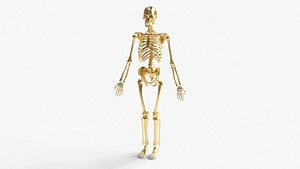 Download Free & Premium Human Skeleton 3d Model 3D Models | TurboSquid