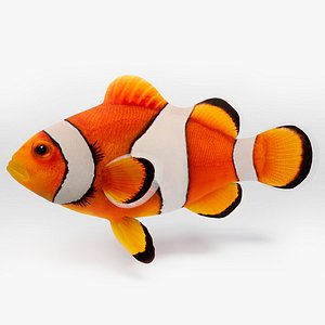 Clownfish Animated 3D model