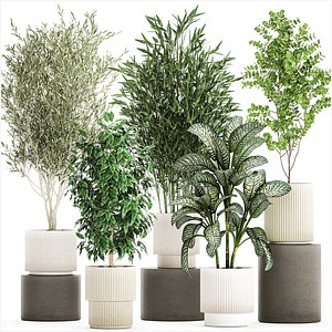 pots tree Olive Dieffenbachia bamboo Ficus benjamina 1435 3D model