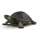 European Pond Turtle