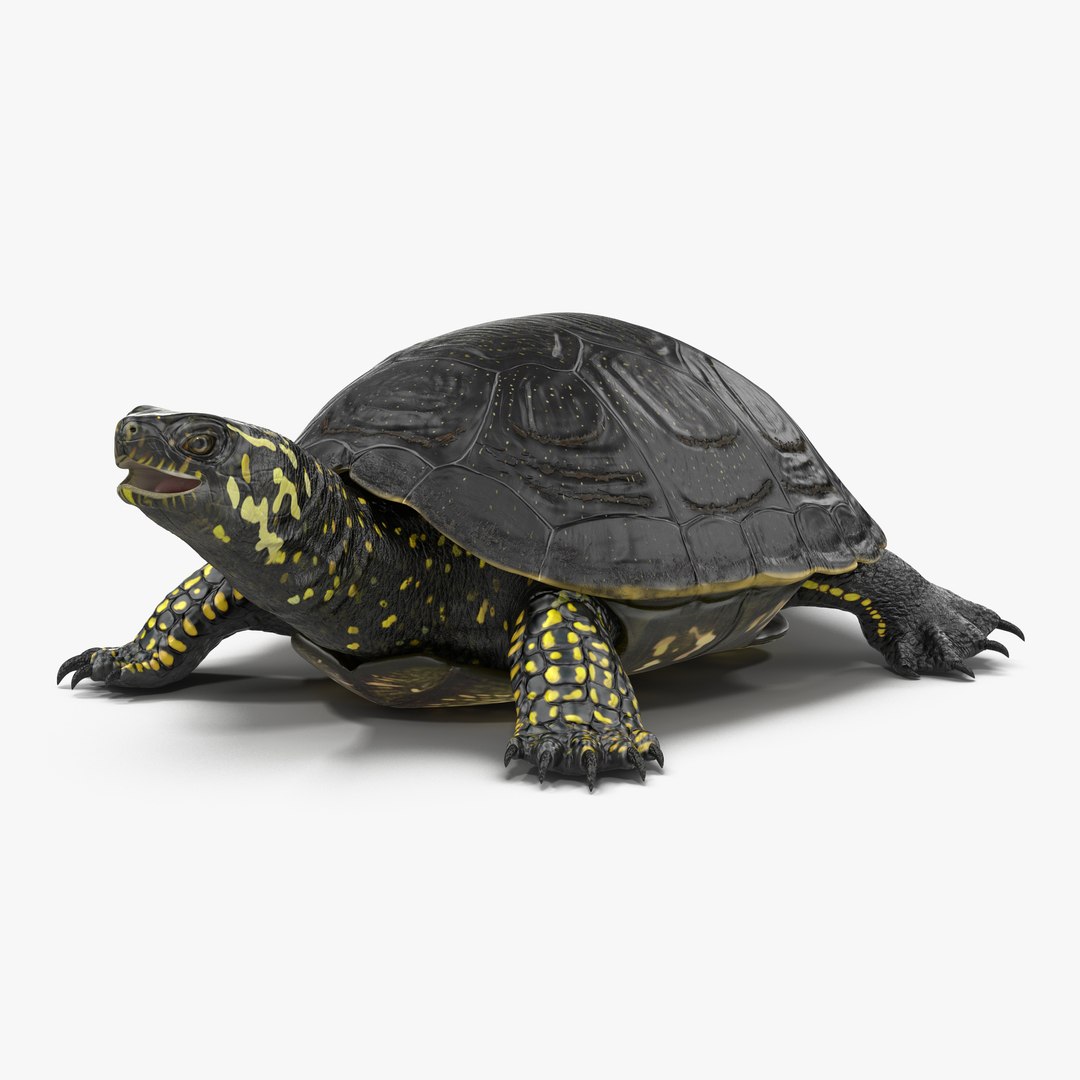 European Pond Turtle 3D model preview