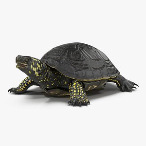 european pond turtle 3ds
