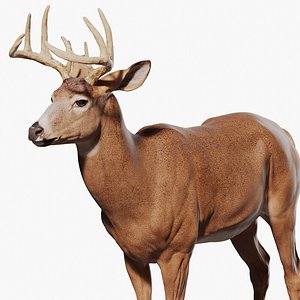 3D White tailed Deer  Virginia Deer