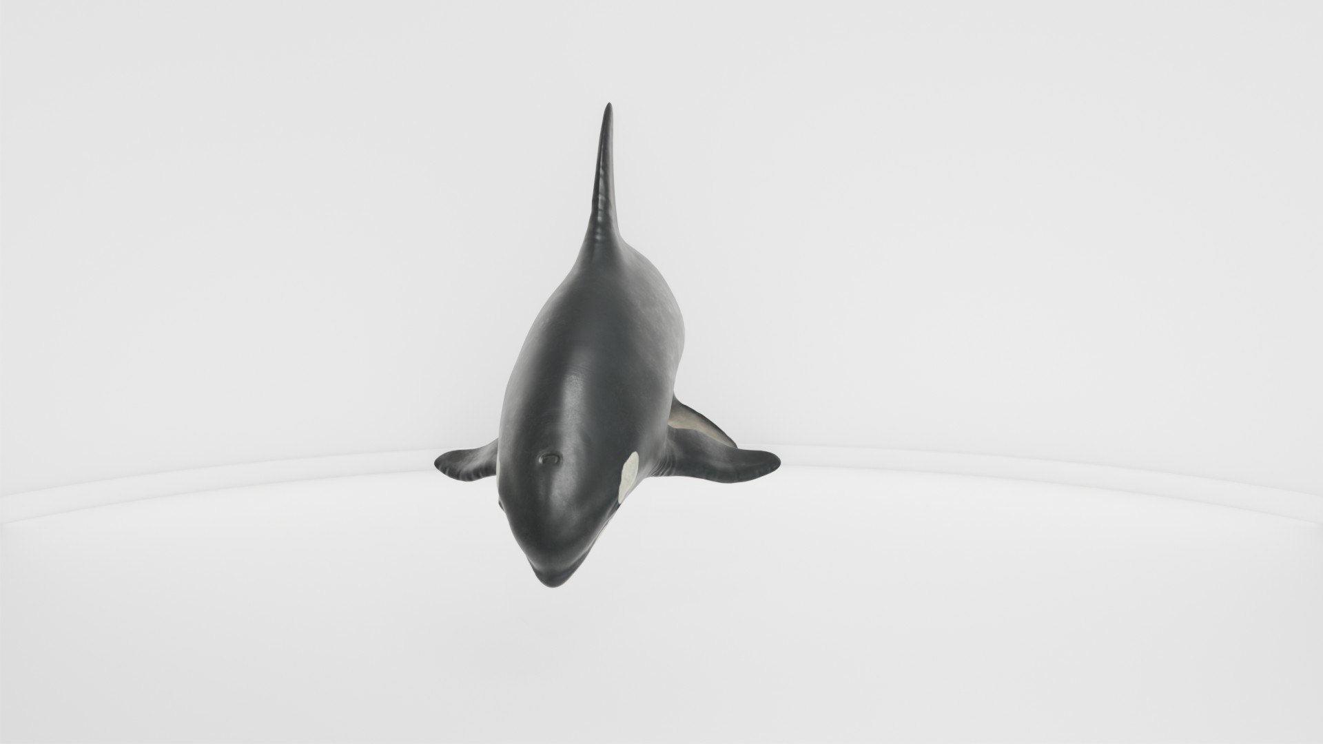3D Killer Whale Realistic Marine Animal Model - TurboSquid 2571662