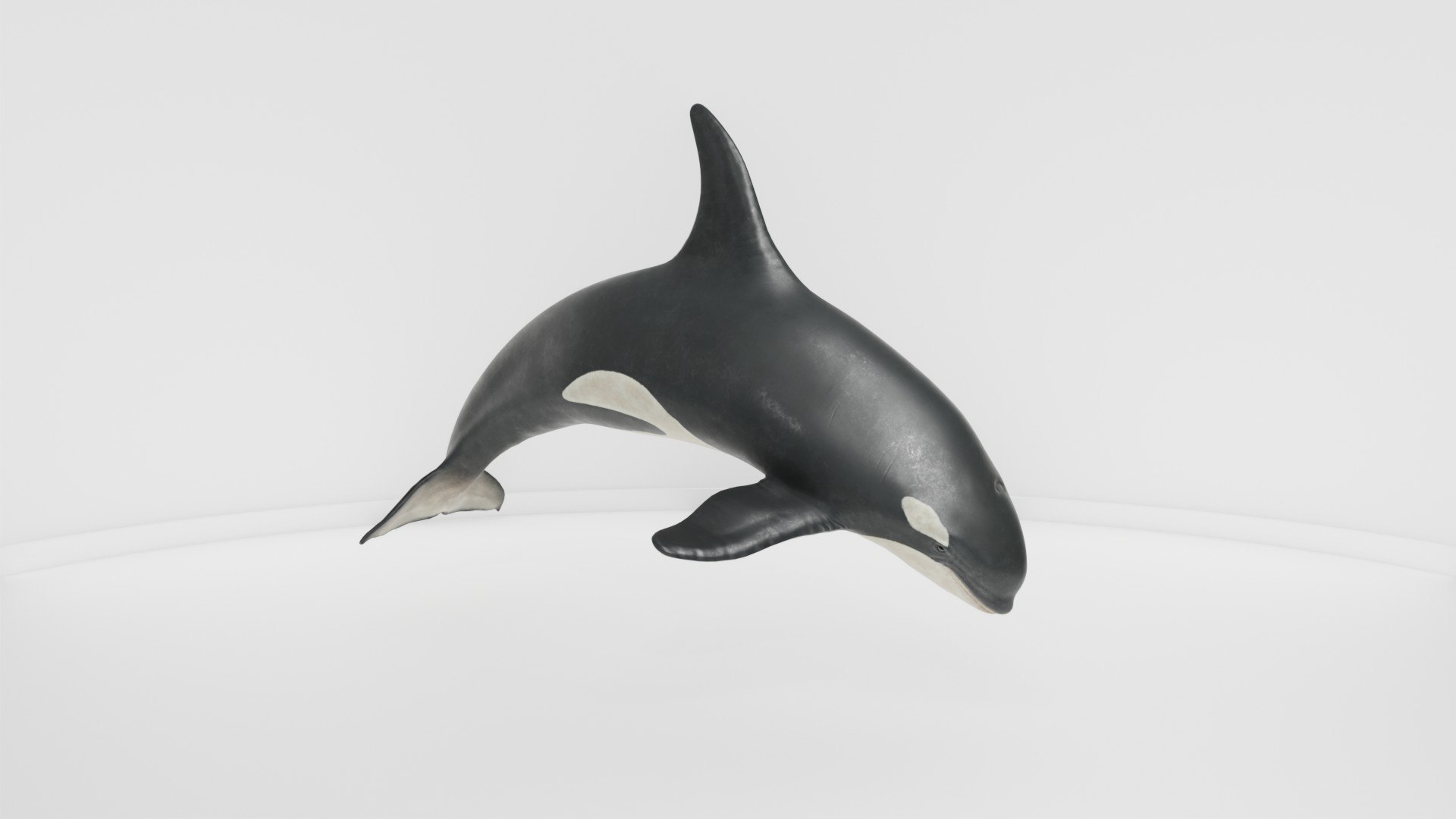 3D Killer Whale Realistic Marine Animal Model - TurboSquid 2571662