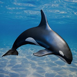 3D Killer Whale Realistic Marine Animal model