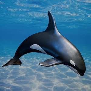 Killer Whale Realistic Marine Animal