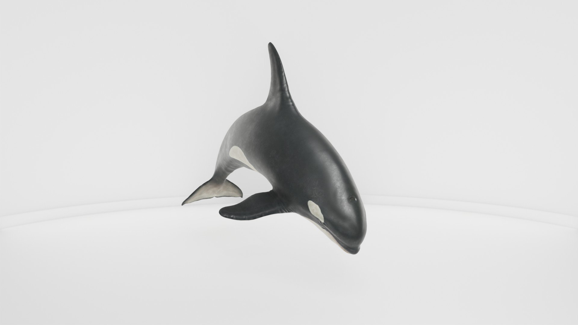 3D Killer Whale Realistic Marine Animal Model - TurboSquid 2571662